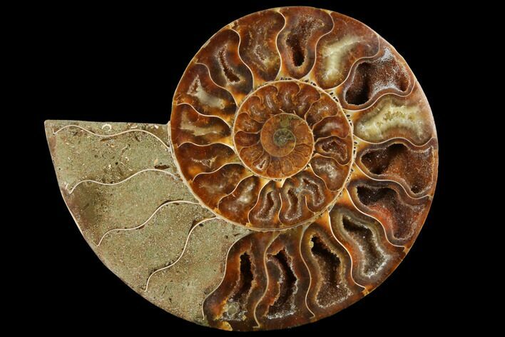 Agatized Ammonite Fossil (Half) - Crystal Chambers #111492